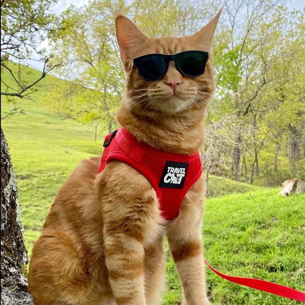 "The True Adventurer" Reflective Harness & Leash - Red