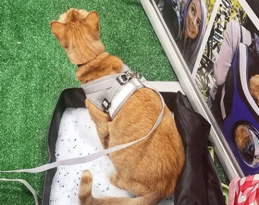 "The Porta-Pawty" Travel Litter Box - Portable Bathroom for Cats